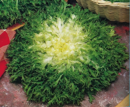 Picture of Endive Pancalieri